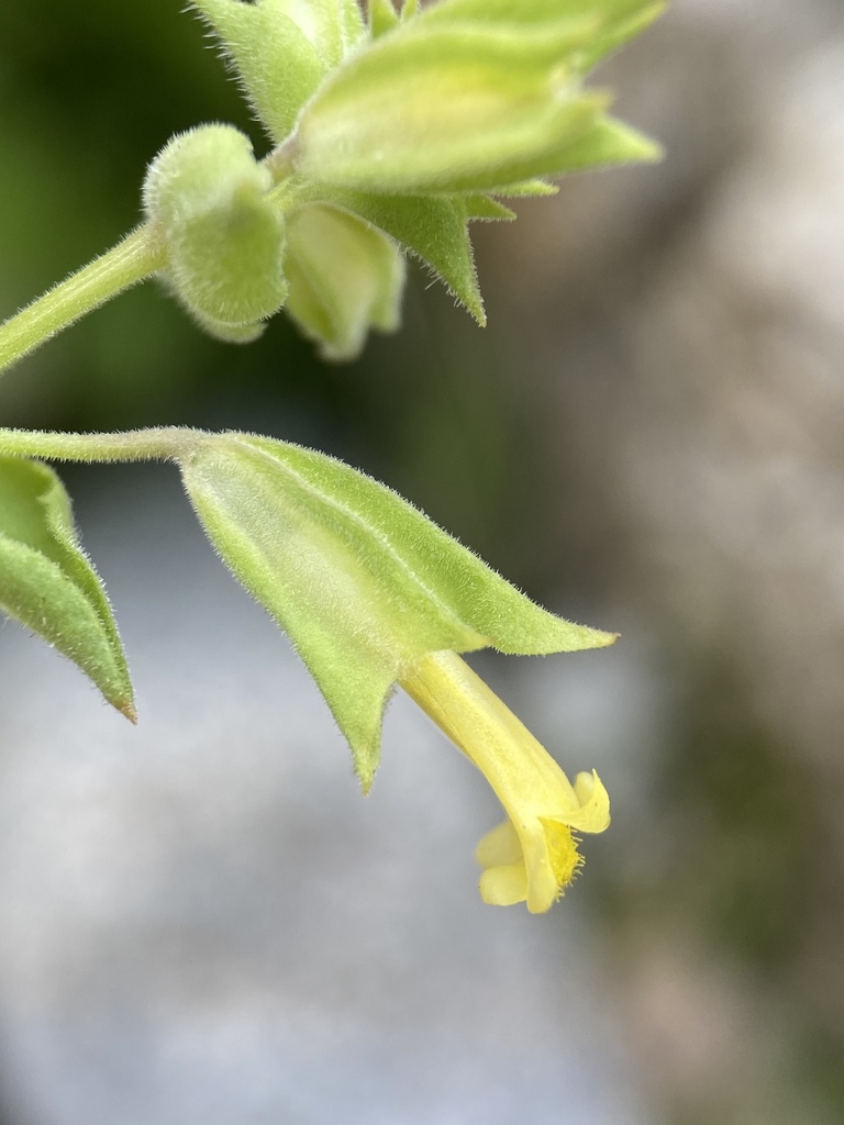 Erythranthe bergeri