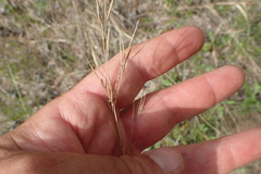 Aristida desmantha