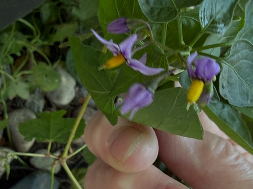 Texas nightshade