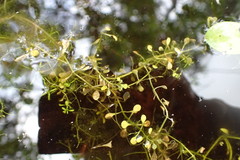 Callitriche heterophylla