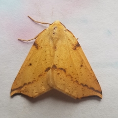 Neoterpes edwardsata