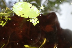 Callitriche heterophylla