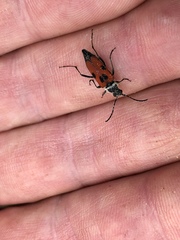 Anastrangalia laetifica