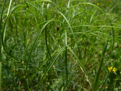 Peucedanum officinale