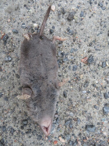 Northern Short-tailed Shrew