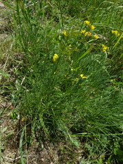 Peucedanum officinale