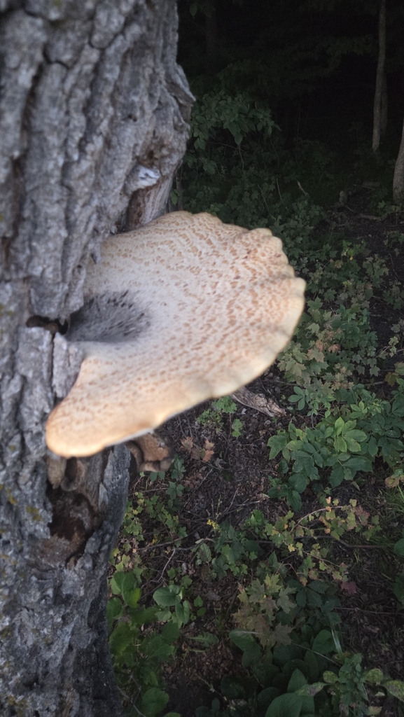 Dryad's Saddle · August 2026 · photo: Photo: (c) Carter Ertel, some rights reserved (CC BY) · iNaturalist