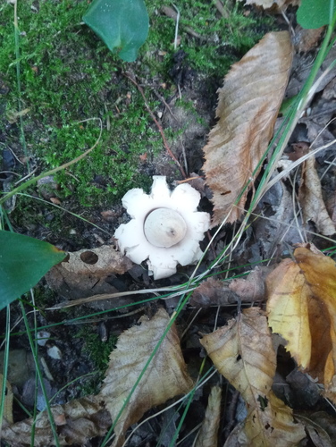 Sessile Earthstar