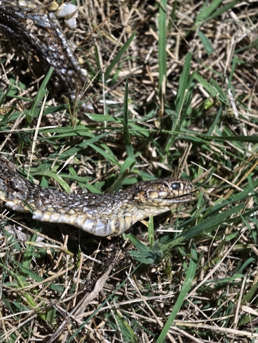Caspian Whipsnake