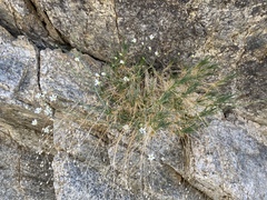 Eremogone ferrisiae