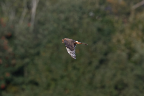 Hen Harrier