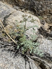 Lomatium rigidum