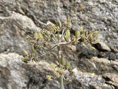 Lomatium rigidum