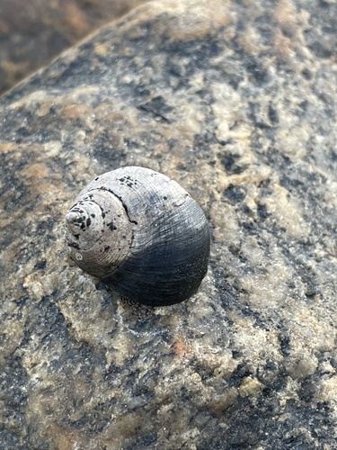 Common Periwinkle