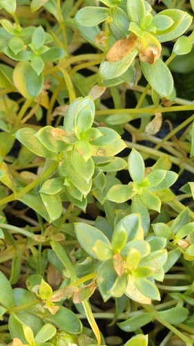 Sea Sandwort
