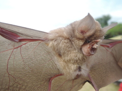 Rhinolophus landeri