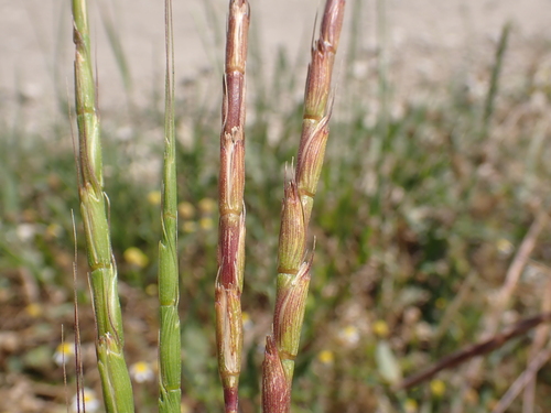 jointed goat grass