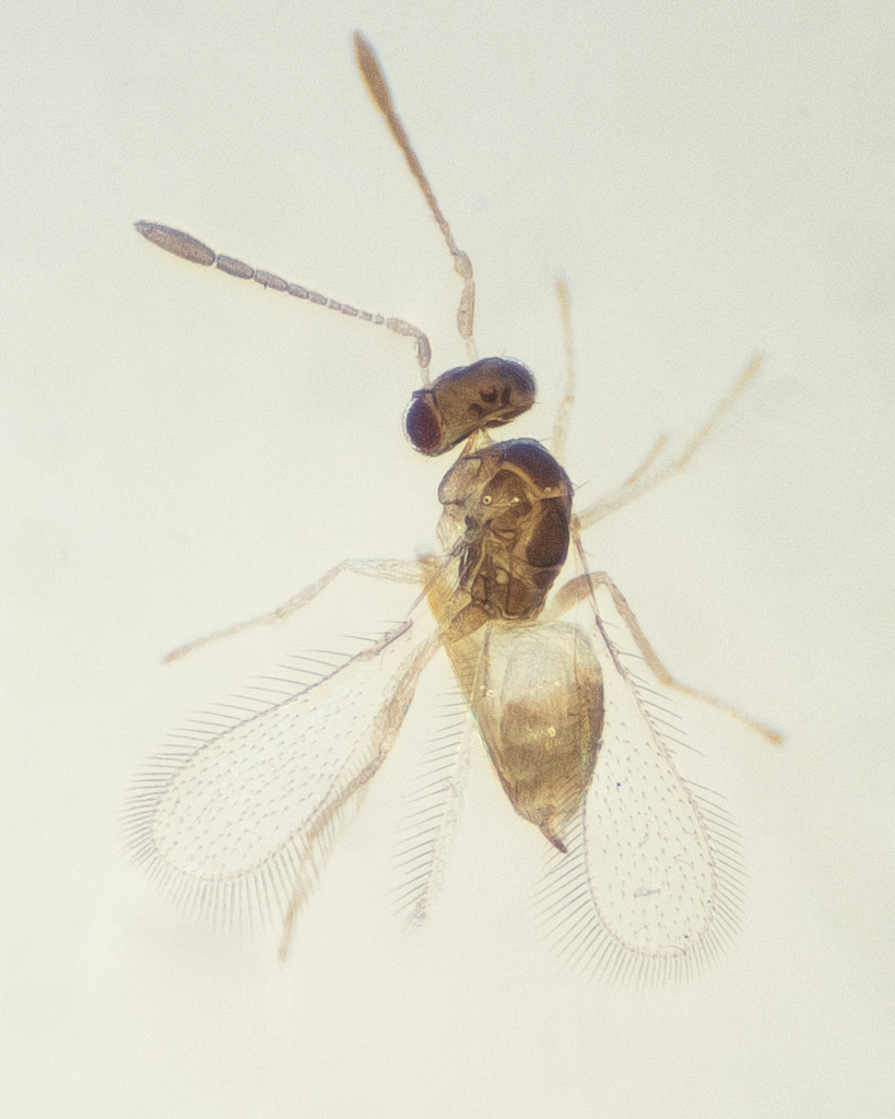 Gastrogonatocerus spiracularis