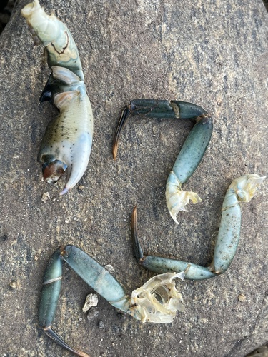 European Green Crab