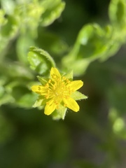 Ivesia saxosa