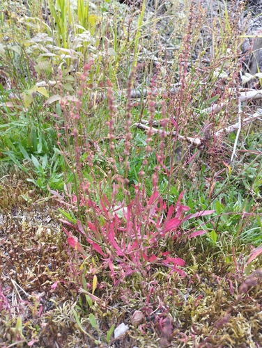 Sheep's sorrel