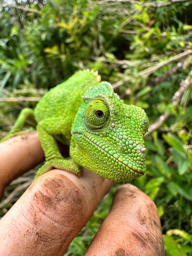 Trioceros jacksonii observed 2026-08-25