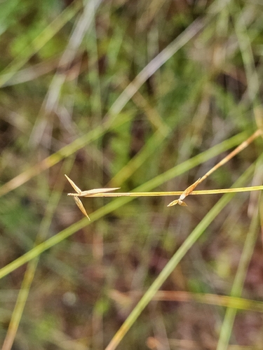 Carex pauciflora