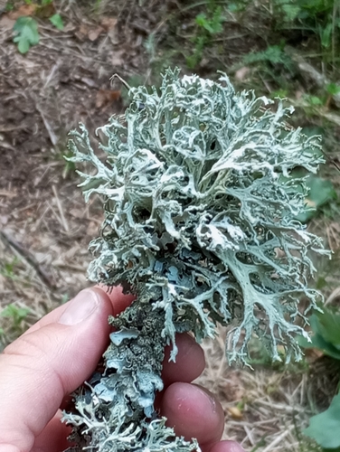 Oakmoss