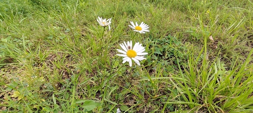 Наблюдение на iNaturalist