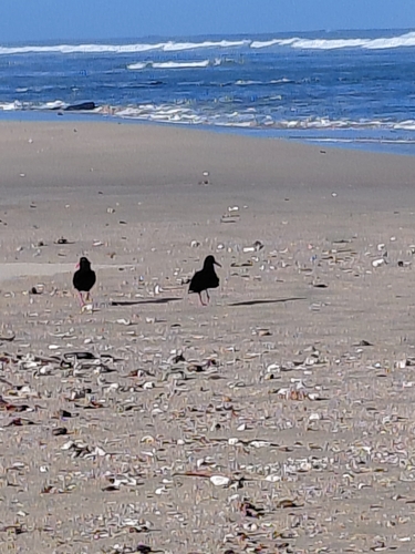 iNaturalist: (c) Greg Brown, some rights reserved (CC BY-NC), uploaded by Greg Brown iNaturalist image