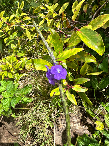 Stachytarpheta jamaicensis observed 2026-08-25