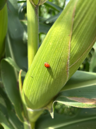 Asian Lady Beetle