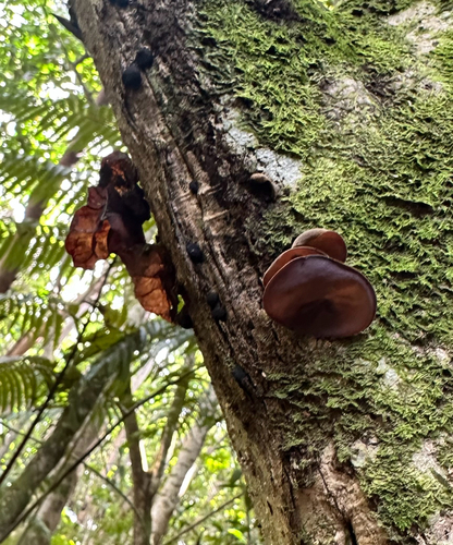 Auricularia cornea observed 2026-08-25