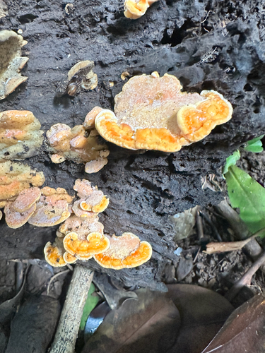 Rigidoporus microporus observed 2026-08-25