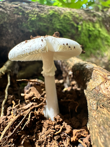Amanita marmorata, 2026-08-25
