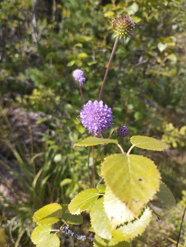 Devil's-bit Scabious