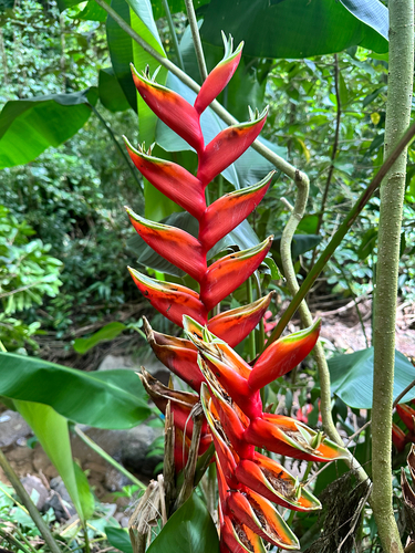 Heliconia bihai observed 2026-08-25