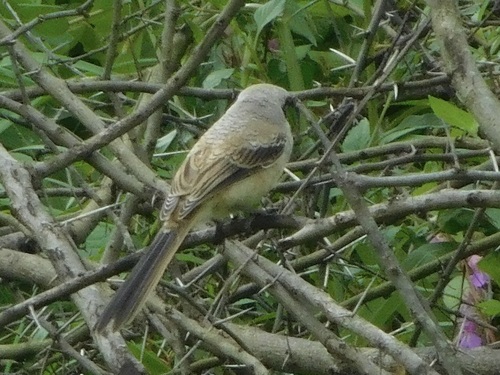 Long-tailed Shrike