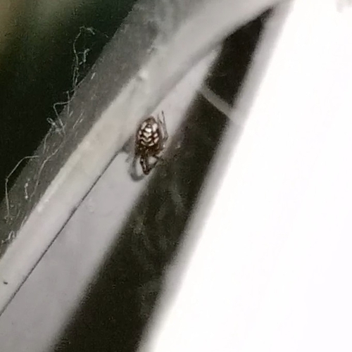 White-spotted False Widow