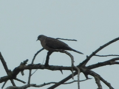Spotted Dove