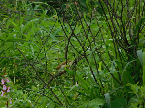 Yellow-eyed Babbler