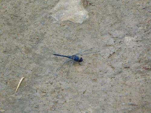 Indigo Dropwing