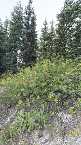 Sorbus sitchensis, photograph 6