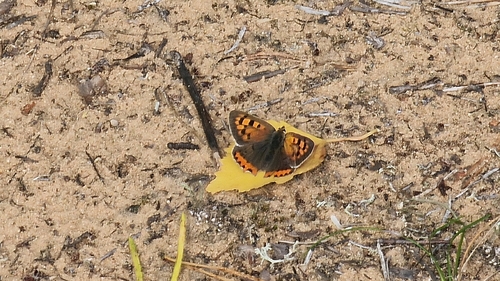 Small Copper