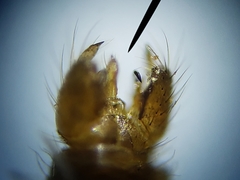 Teucholabis carolinensis