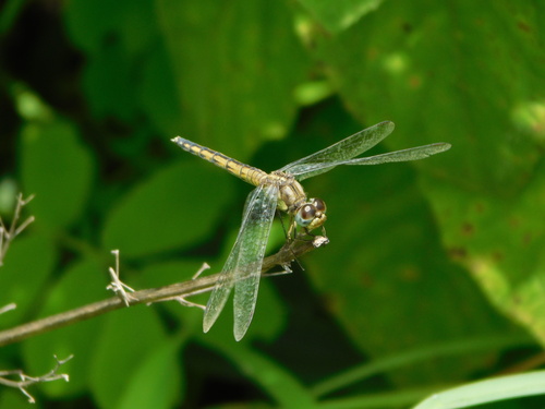 White-tipped Demon