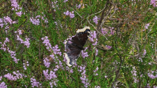 Mourning Cloak