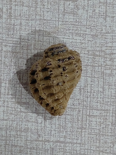Cabestana cutacea observed 2026-08-25