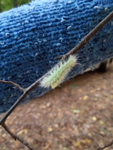 Pale Tussock Moth