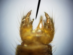 Teucholabis carolinensis